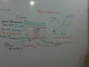 Online Biology Tutor Saudi Arabia